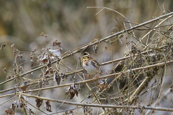 Sat, 1/15/2022 Birding report at 相模原市