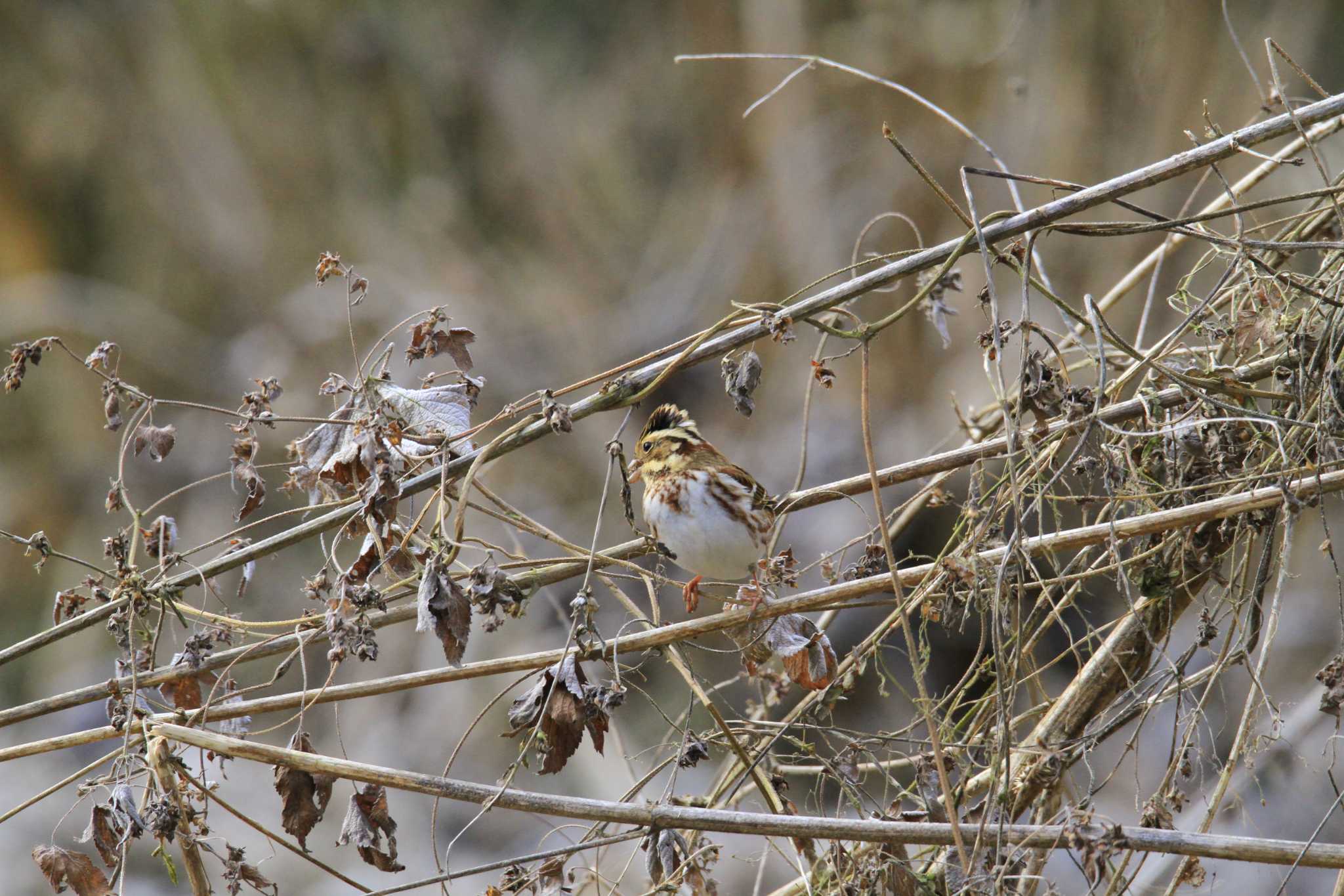 Rustic Bunting