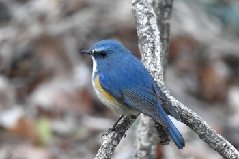 ルリビタキ 北本自然観察公園 2022年1月16日(日)