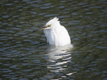 Little Egret Tokyo Port Wild Bird Park Fri, 7/28/2017