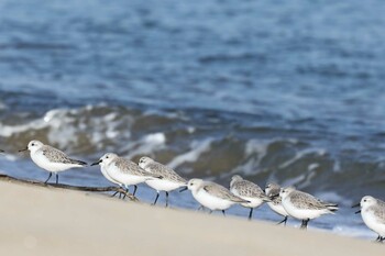 ミユビシギ 安濃川河口 2022年1月16日(日)