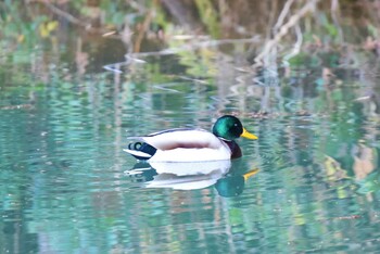 マガモ 青葉山公園 2022年1月13日(木)