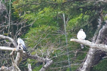 2022年1月13日(木) 青葉山公園の野鳥観察記録