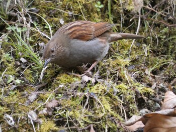 2022年1月15日(土) 早戸川林道の野鳥観察記録