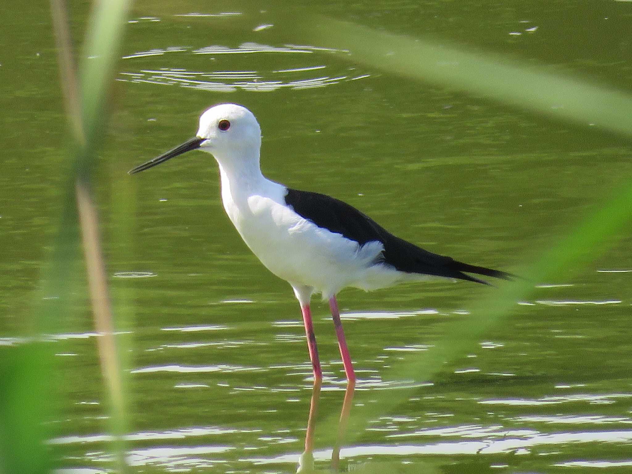 東京港野鳥公園 セイタカシギの写真 by Bo-zai