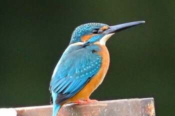 カワセミ 多摩中央公園 2022年1月15日(土)