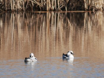 Smew Shin-yokohama Park Sun, 1/16/2022