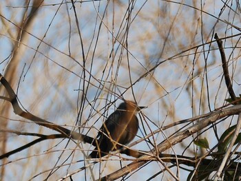 Brown-eared Bulbul Shin-yokohama Park Sun, 1/16/2022