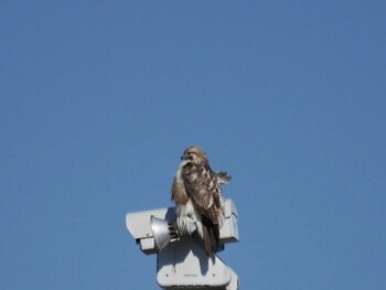 Eastern Buzzard Shin-yokohama Park Sun, 1/16/2022