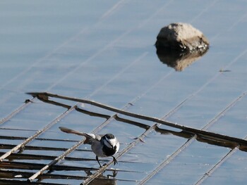 White Wagtail Shin-yokohama Park Sun, 1/16/2022