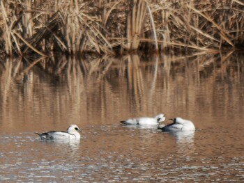 Smew Shin-yokohama Park Sun, 1/16/2022