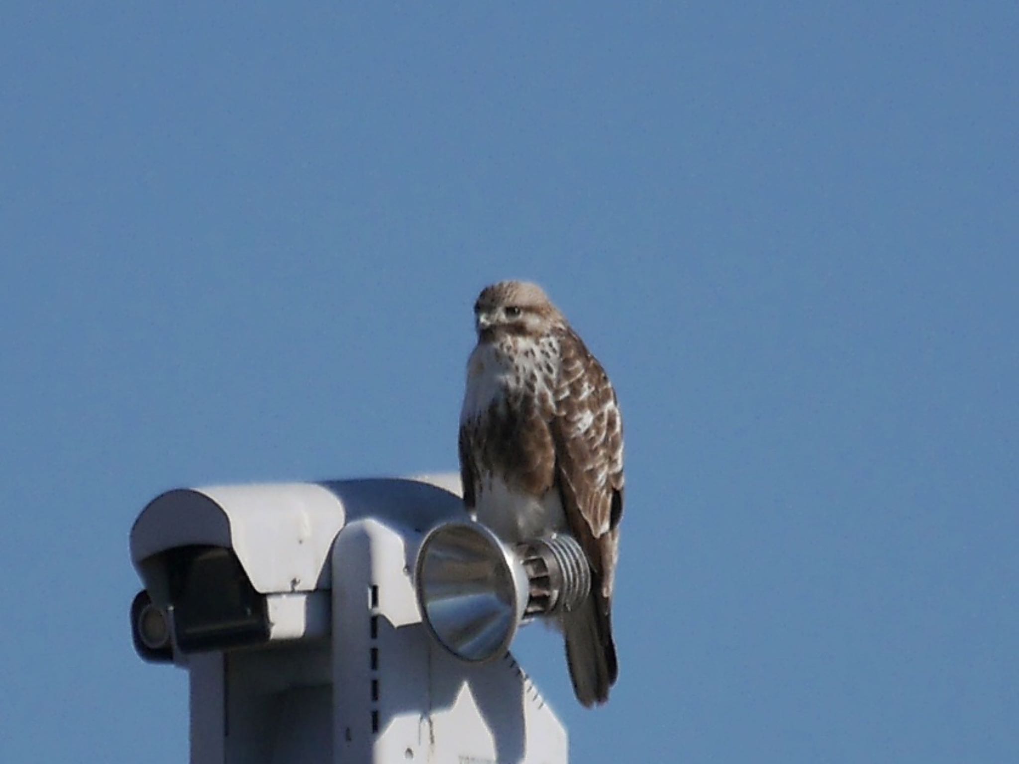 Photo of Eastern Buzzard at Shin-yokohama Park by アポちん