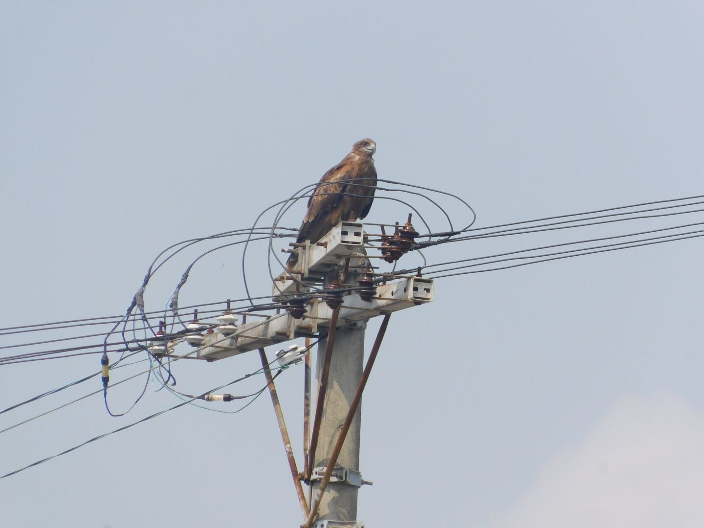 高知県 トビの写真 by ヨウコ