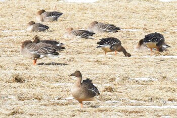 2022年1月15日(土) 伊豆沼の野鳥観察記録