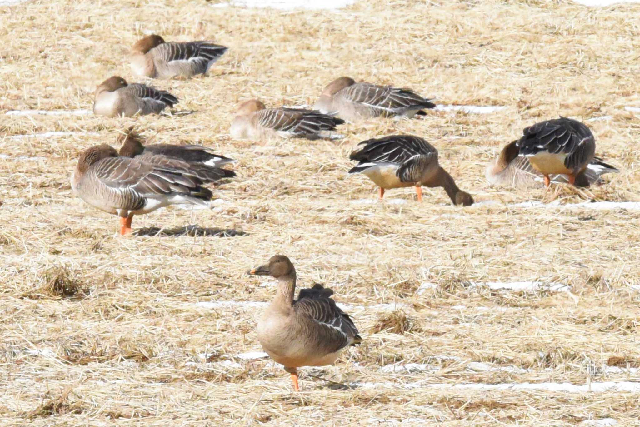 Taiga Bean Goose