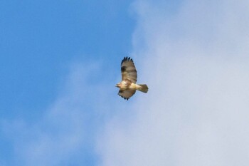 Eastern Buzzard Izunuma Sat, 1/15/2022