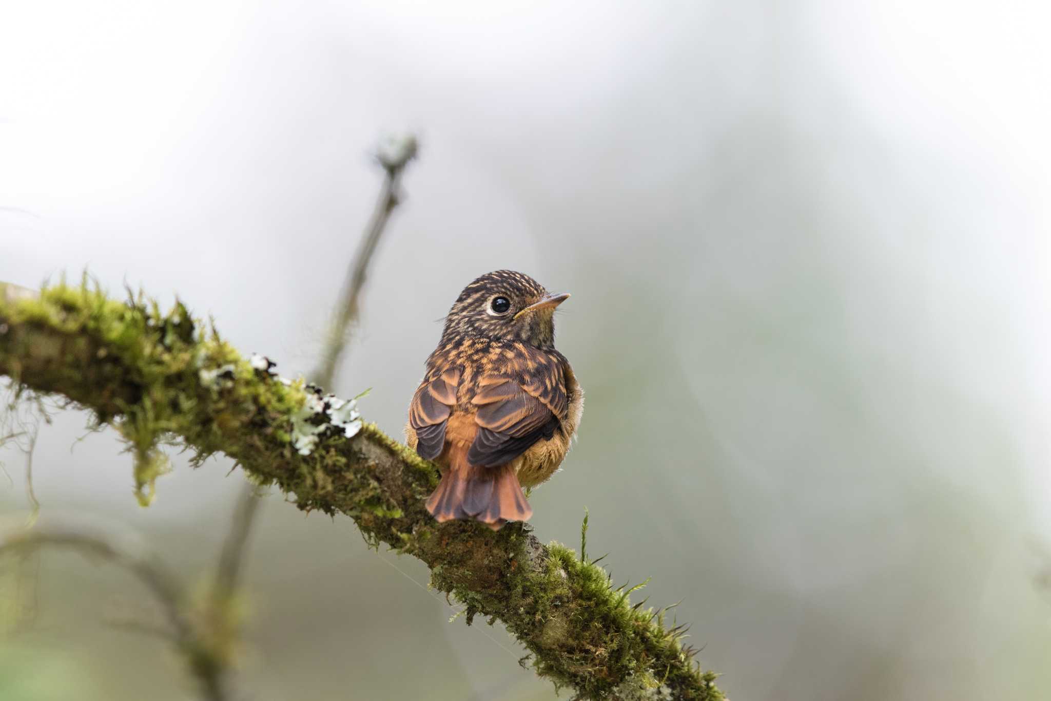 Photo of Ferruginous Flycatcher at 阿里山国家森林遊楽区 by Trio