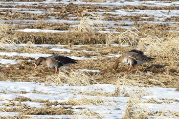 Greater White-fronted Goose Izunuma Sat, 1/15/2022