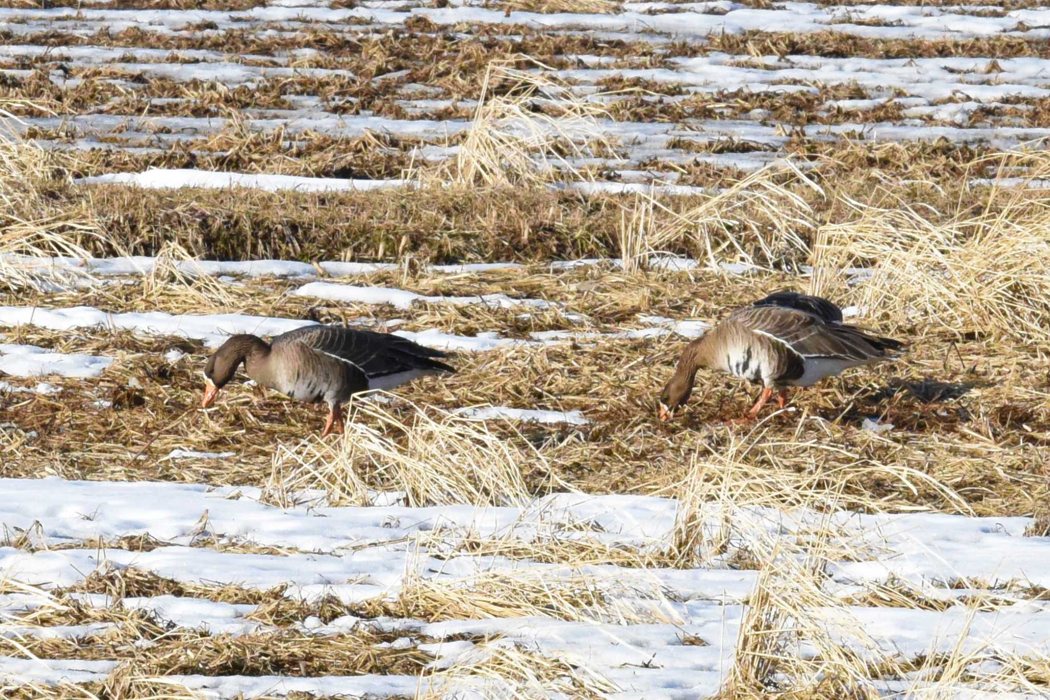 Greater White-fronted Goose