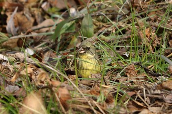 Masked Bunting 平谷川 Sun, 1/16/2022