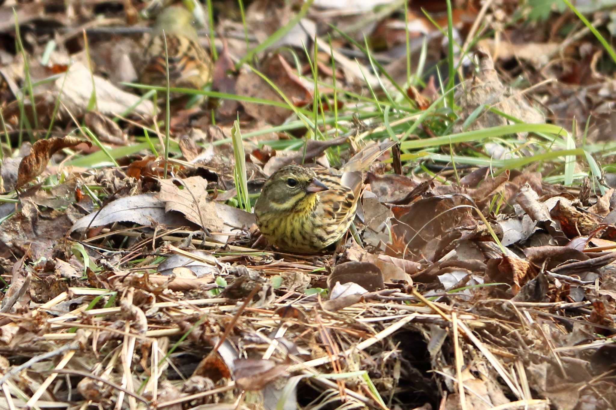 Photo of Masked Bunting at 平谷川 by いわな