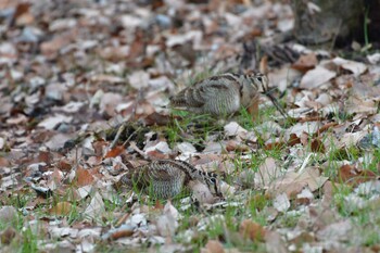 2022年1月16日(日) 舞岡公園の野鳥観察記録