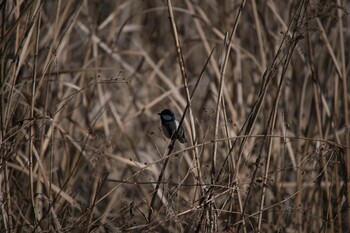 2022年1月16日(日) 智光山公園の野鳥観察記録