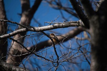 モズ 智光山公園 2022年1月16日(日)