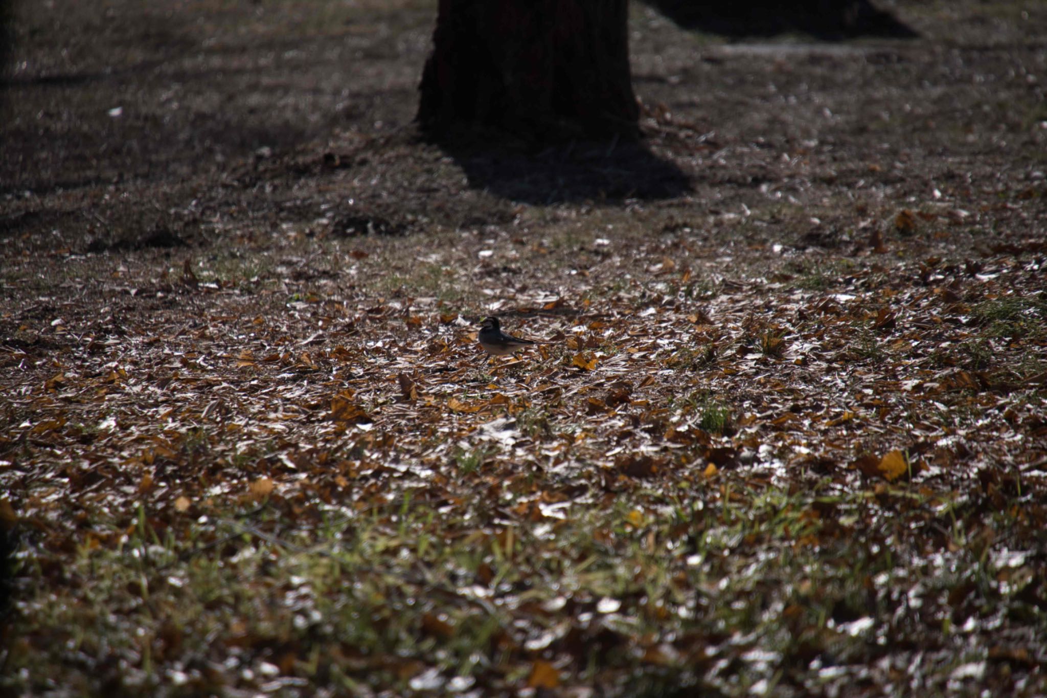 智光山公園 ハクセキレイの写真 by あおじさん