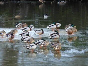 2022年1月8日(土) 坂田ヶ池総合公園の野鳥観察記録