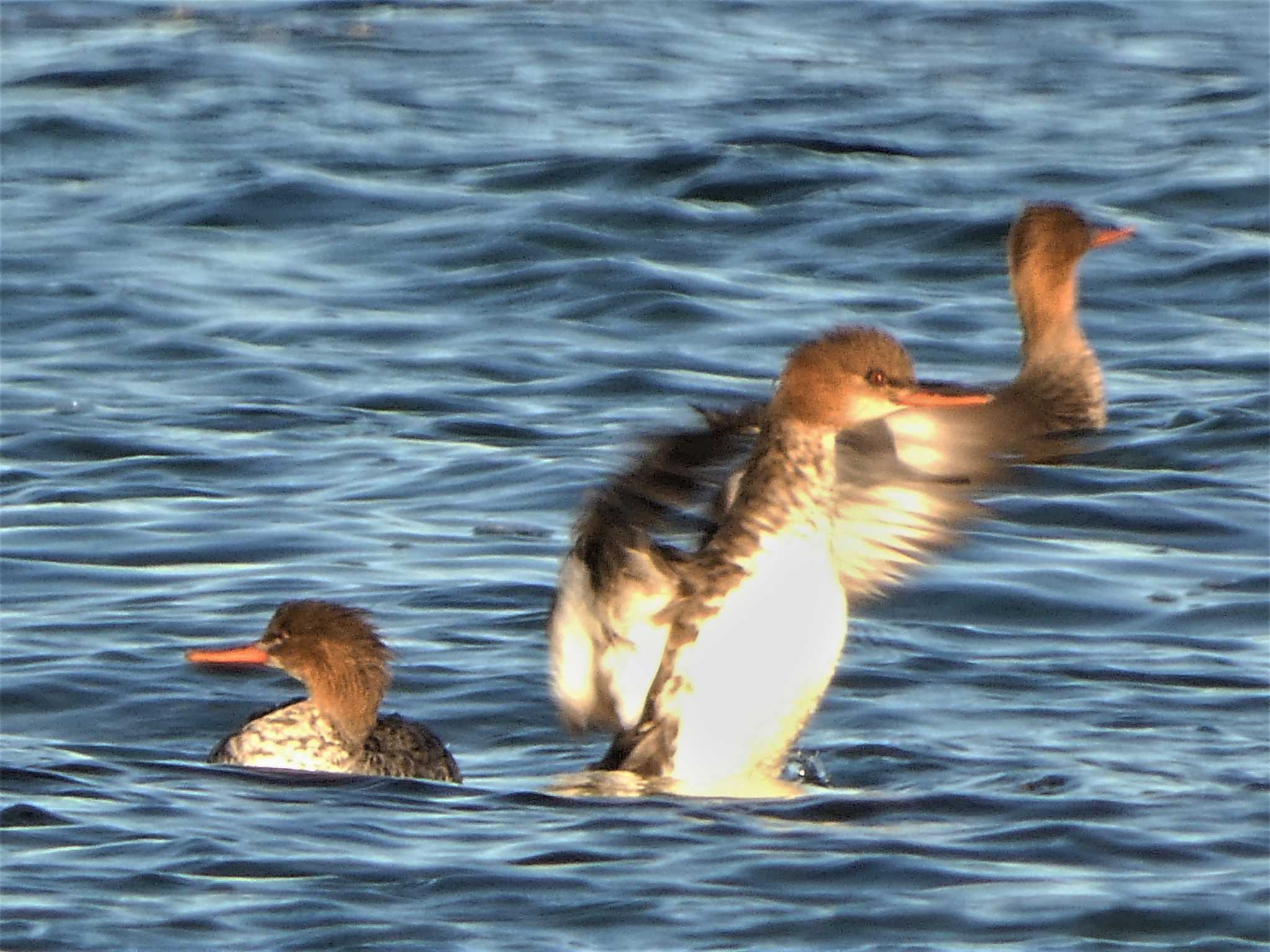 Photo of Red-breasted Merganser at 長井 by koshi