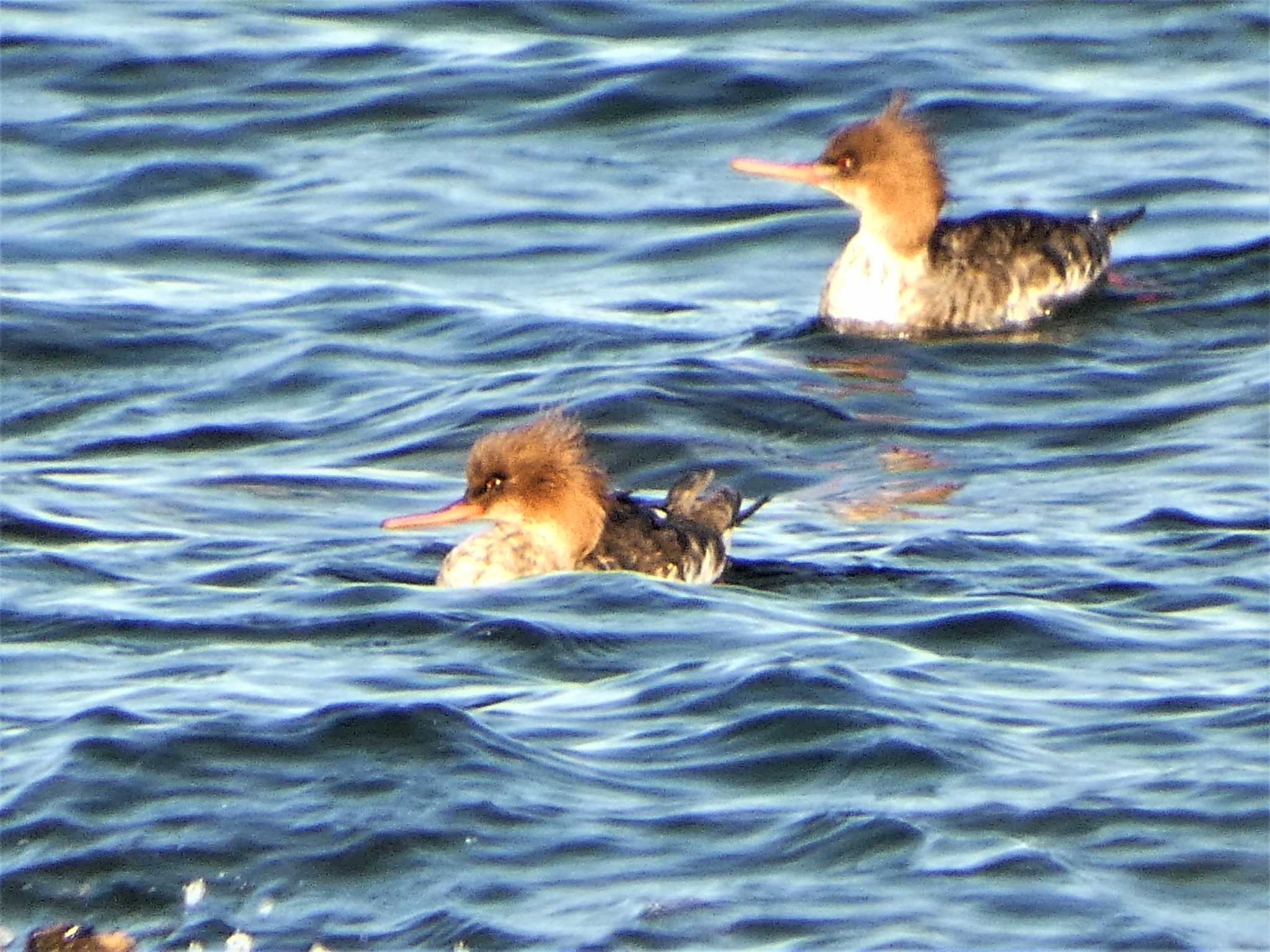 Red-breasted Merganser