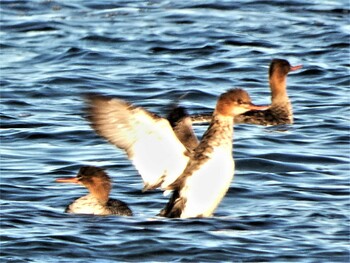 Sat, 1/1/2022 Birding report at 長井