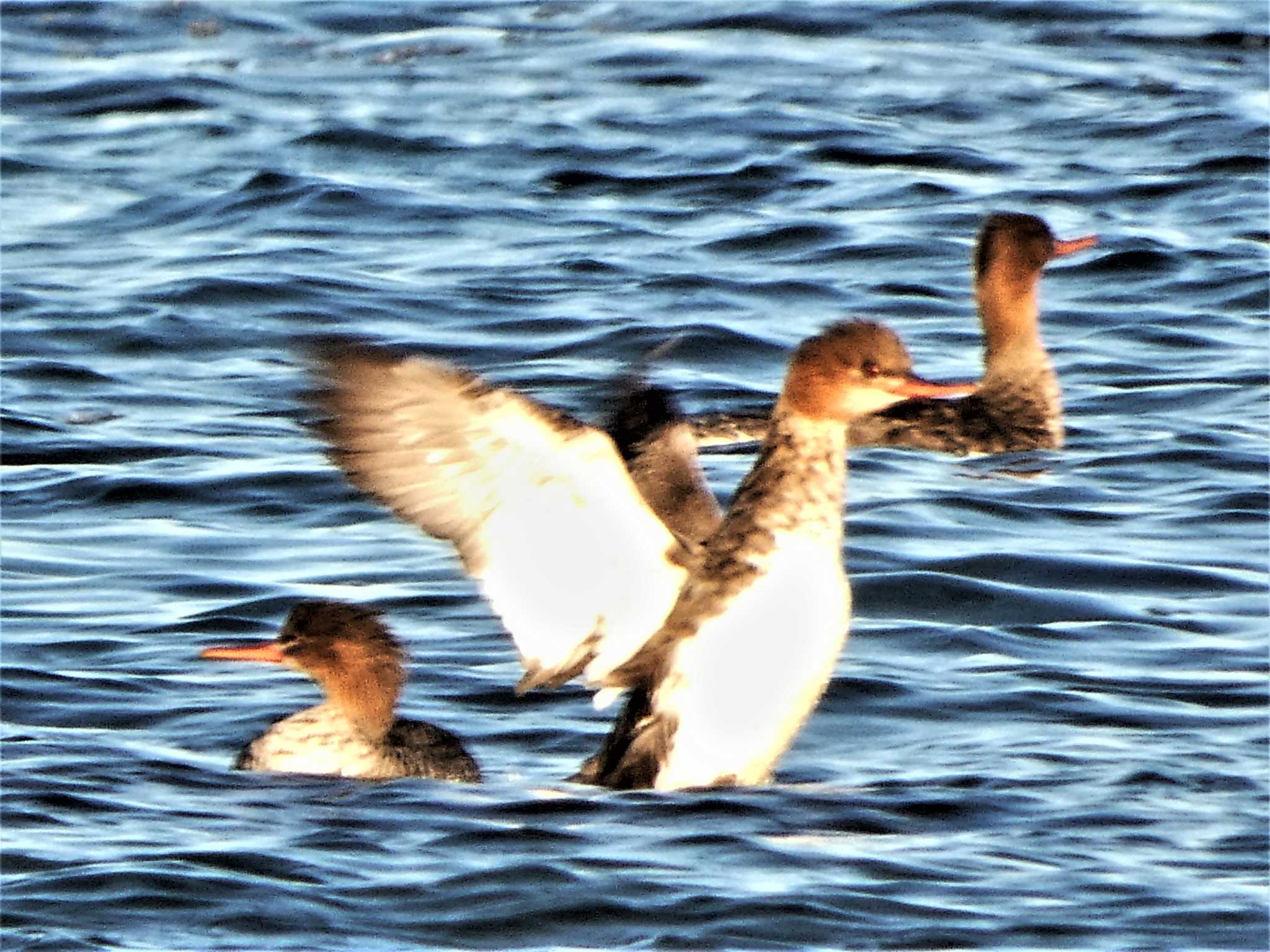 Red-breasted Merganser