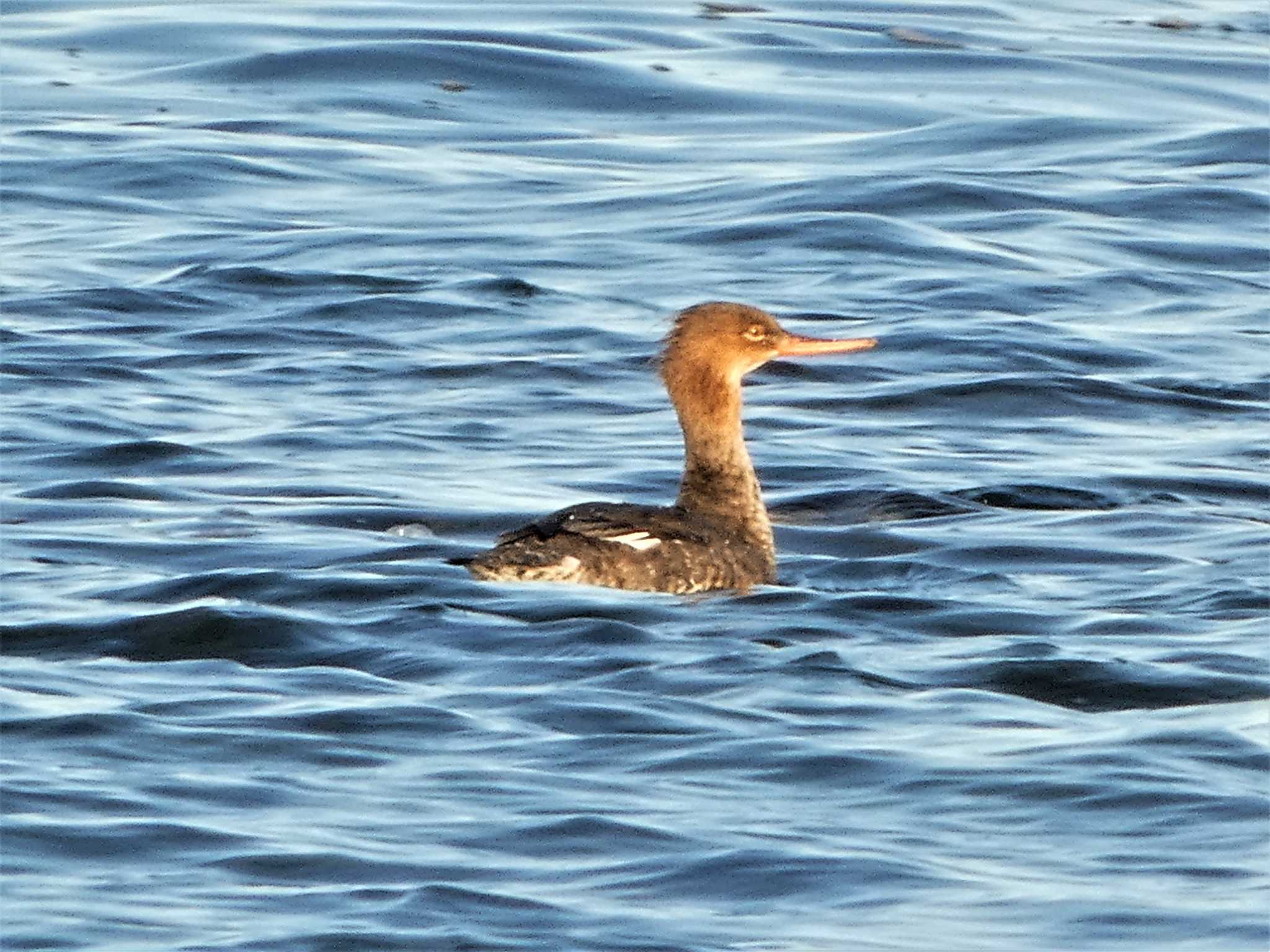 Photo of Red-breasted Merganser at 長井 by koshi