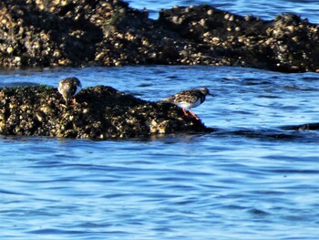 Ruddy Turnstone 長井 Sat, 1/1/2022