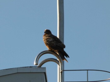 Black Kite 長井 Sat, 1/1/2022