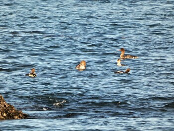 Red-breasted Merganser 長井 Sat, 1/1/2022