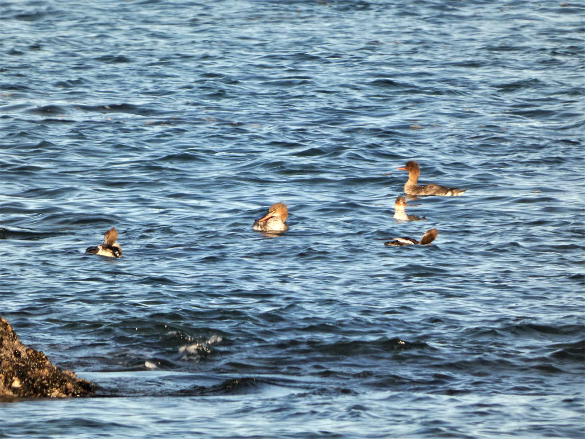 Red-breasted Merganser