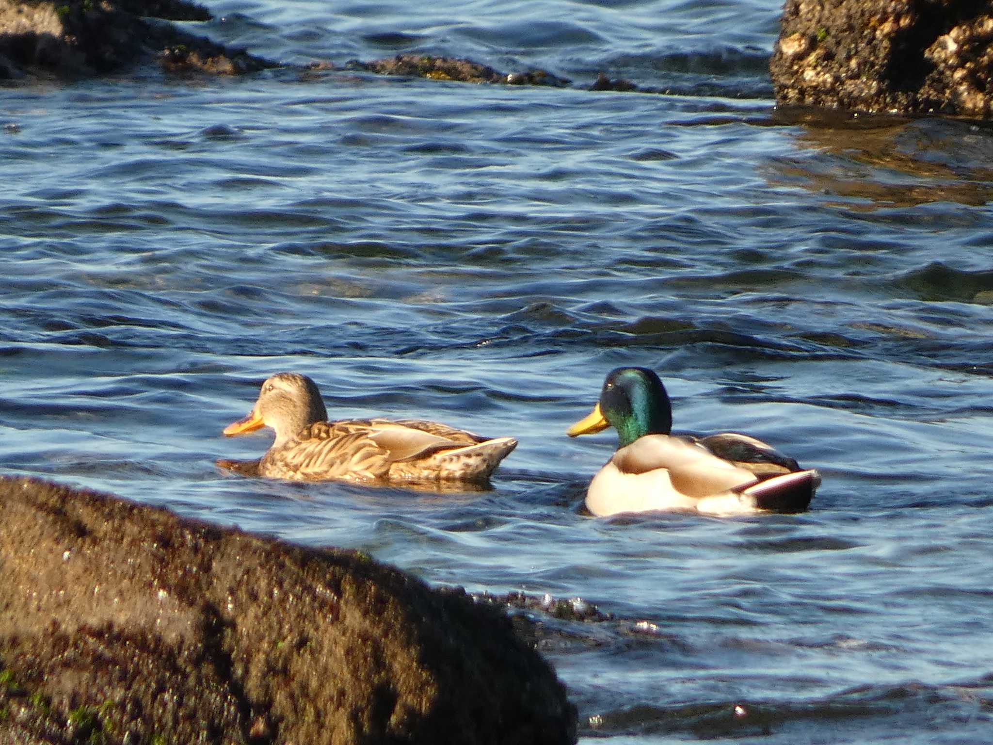 Photo of Mallard at 長井 by koshi