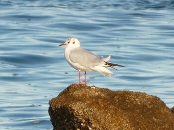 Black-headed Gull 長井 Sat, 1/1/2022