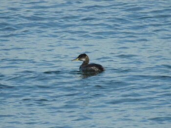 Sun, 1/16/2022 Birding report at 三重県伊勢市