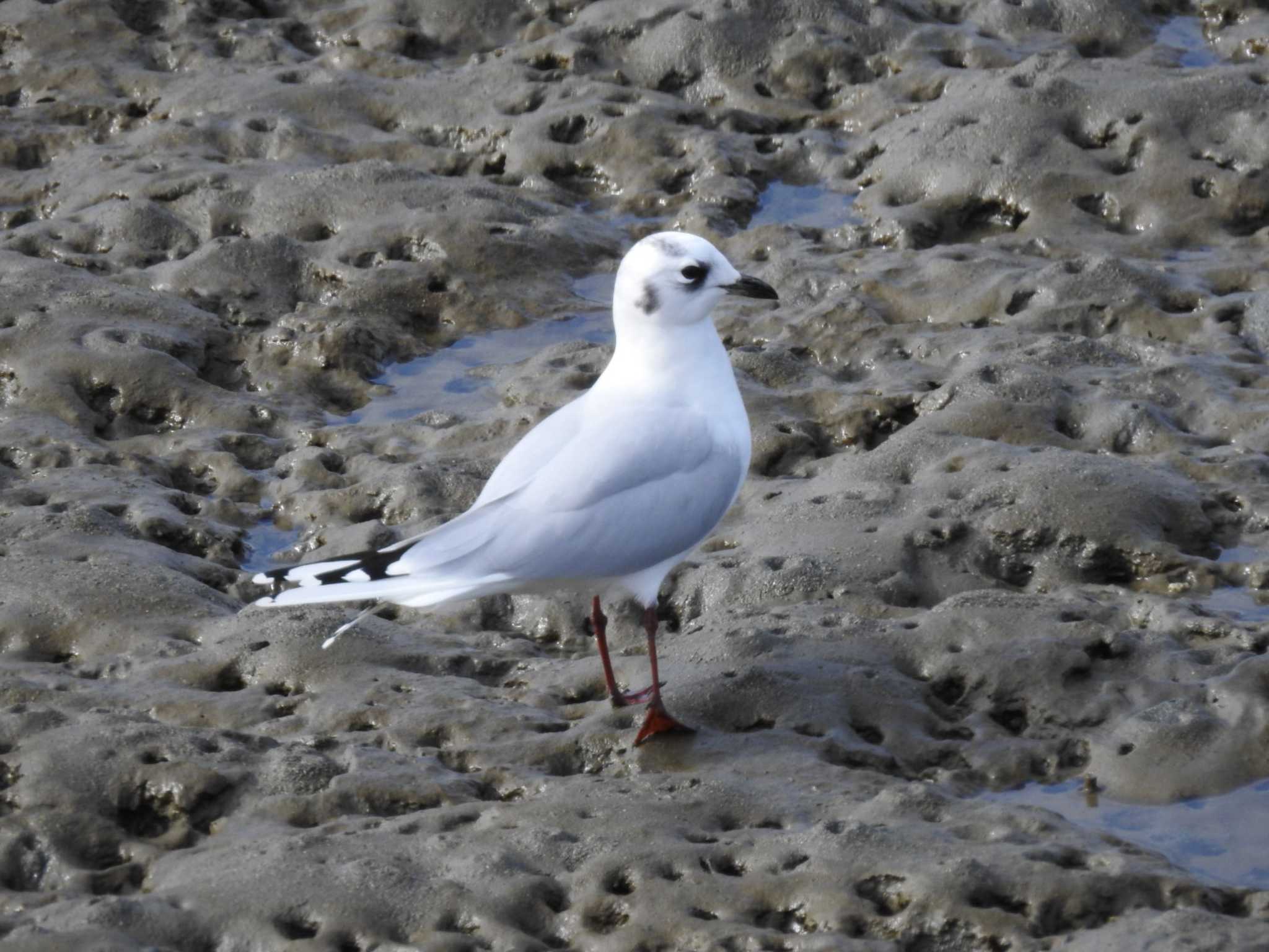 Photo of Saunders's Gull at 三重県伊勢市 by どらお