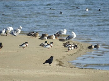 2022年1月16日(日) 三重県津市の野鳥観察記録