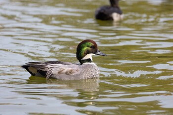 2021年11月7日(日) 上野恩賜公園の野鳥観察記録