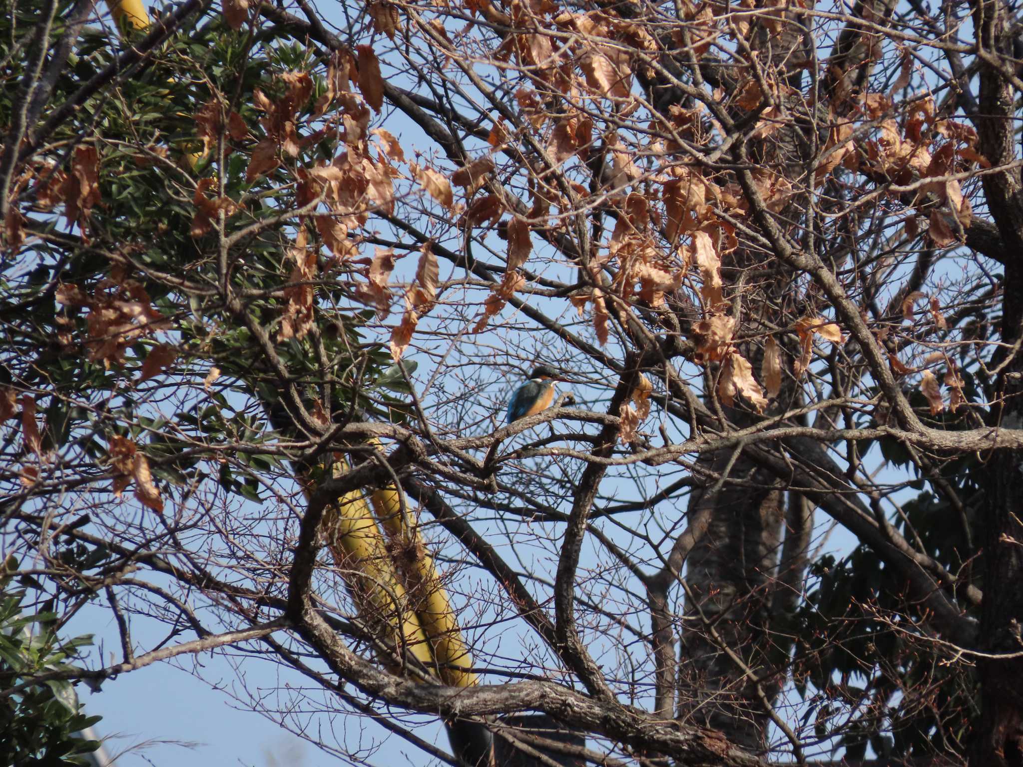 三重県菰野町 カワセミの写真 by sword-fish8240