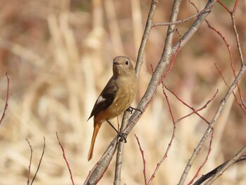 2022年1月16日(日) 三重県菰野町の野鳥観察記録