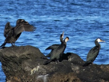 Japanese Cormorant 長井 Sat, 1/1/2022