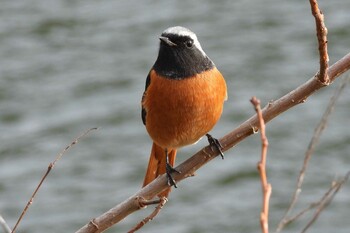 Daurian Redstart 愛知県豊川市赤塚山公園東池 Sat, 1/15/2022