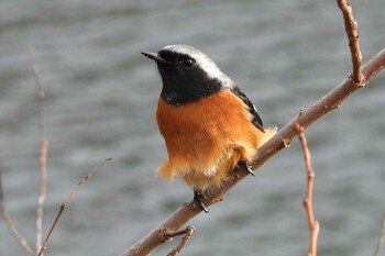 Daurian Redstart 愛知県豊川市赤塚山公園東池 Sat, 1/15/2022